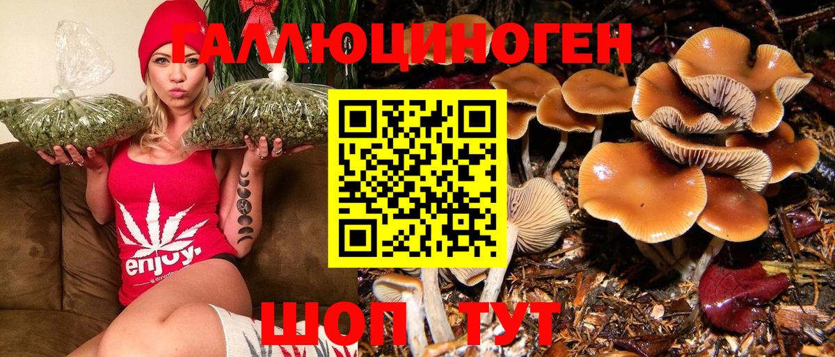 Псилоцибиновые грибы Psilocybine cubensis Кисловодск